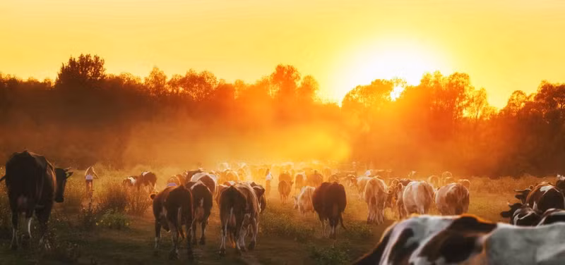 cows in paddock sunset hires v2