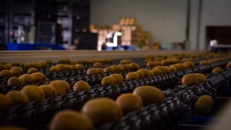 kiwifruit for export