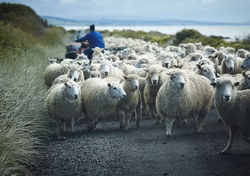 Farmlands expands use of GS1’s National Product Catalogue 